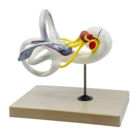 EISCO Model, Human, Ear Labyrinth AM220AS